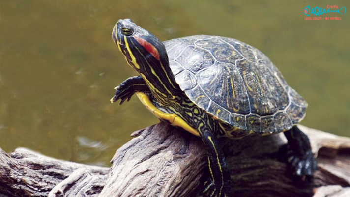 Picture Idea: Meet A Baby Red Eared Slider Turtle At Corfu Aquarium
