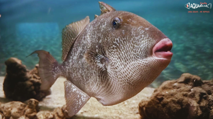 Meet the Grey Triggerfish at Corfu Aquarium